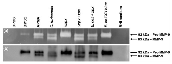 activating recombinant human pro-MMP-9.jpg